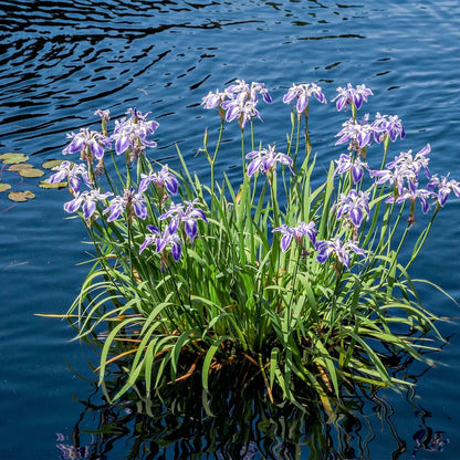 Vibrant purple Blue Flag Iris cluster with green stems at waters edge