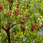 Box Elder tree with vibrant green leaves and red seed clusters