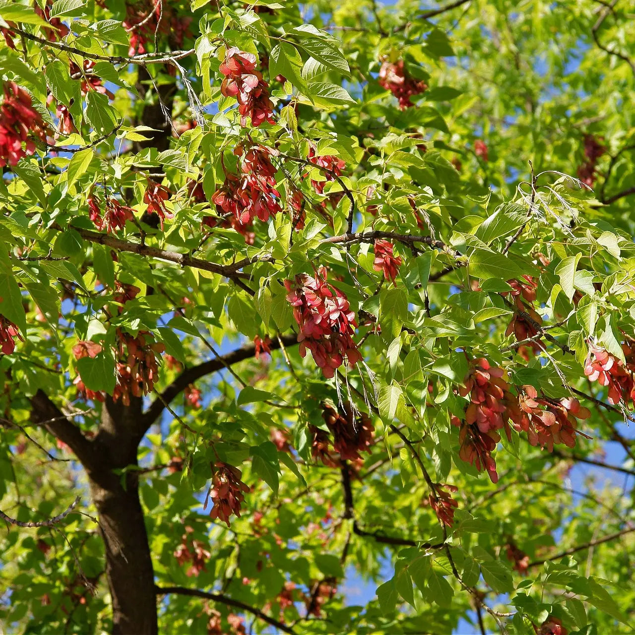 Box Elder tree with vibrant green leaves and red seed clusters