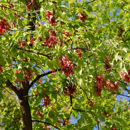 Box Elder tree with vibrant green leaves and red seed clusters