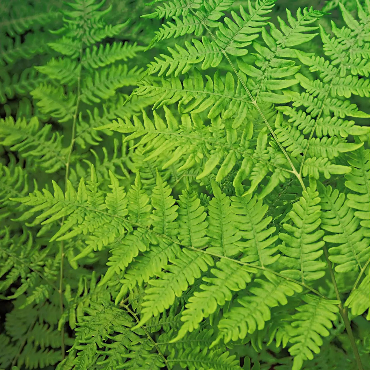 Bracken Fern vibrant green fronds with feathery leaves