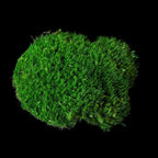 Lush Broom Forkmoss cluster with dense green textured filaments