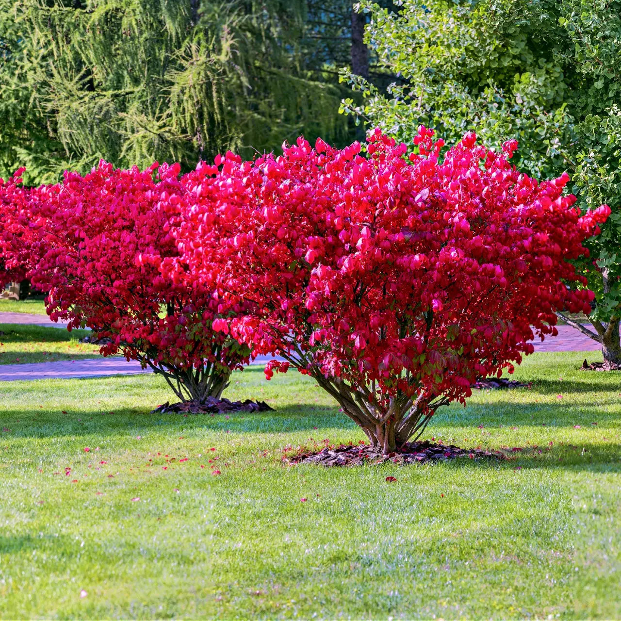 Vibrant burning bush shrub with crimson leafy foliage on green lawn