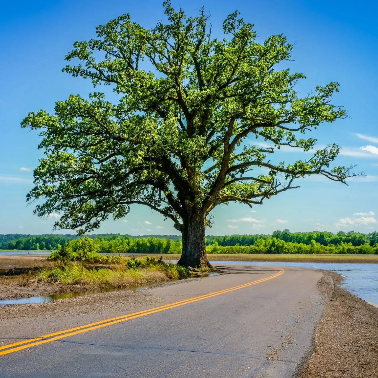 Majestic burr oak seedling with leafy green canopy beside winding road