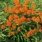 Vibrant Butterfly Weed orange milkweed flowers with green foliage