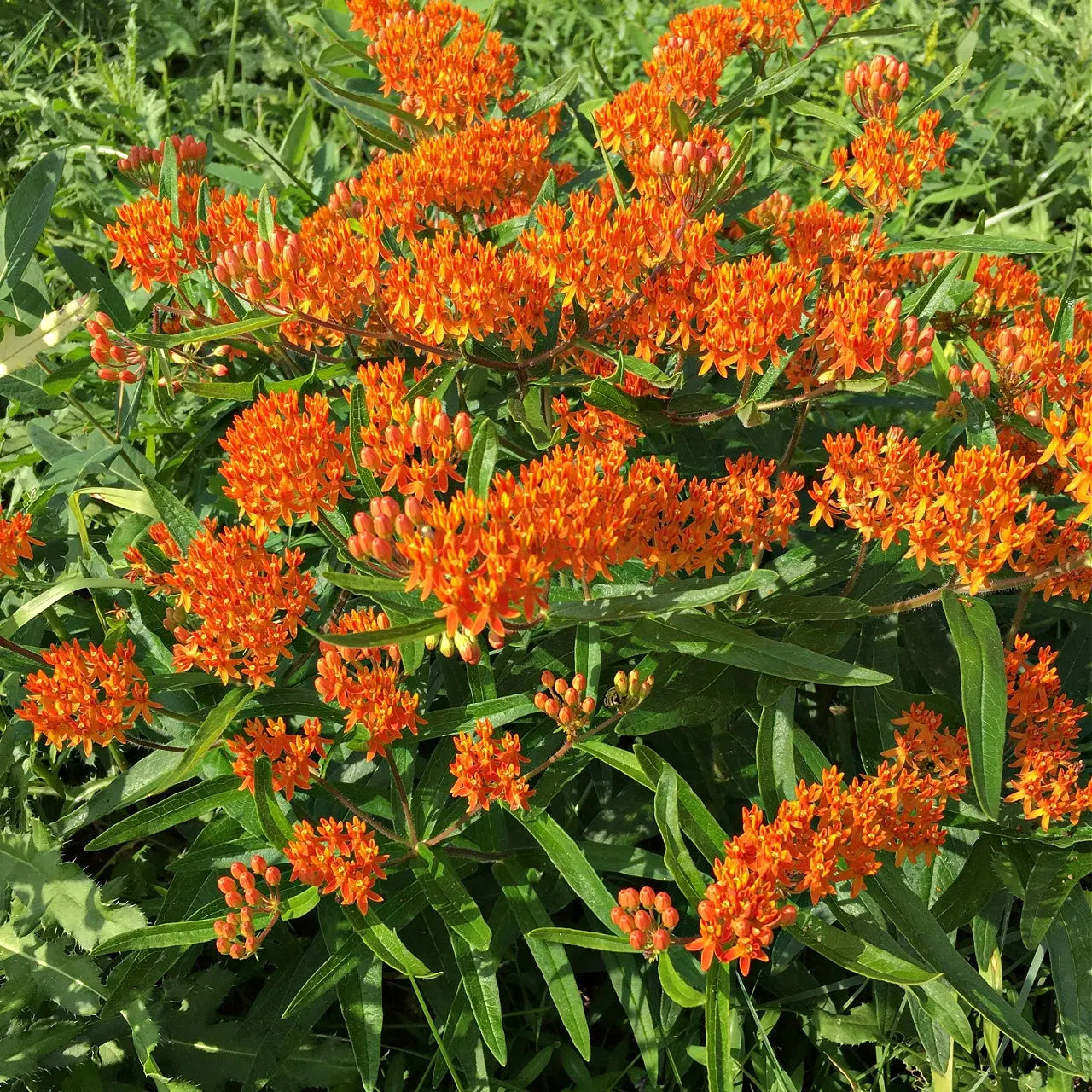 Vibrant Butterfly Weed orange milkweed flowers with green foliage