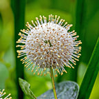 Button bush live stakes with spherical white flower and spiky yellow stamens