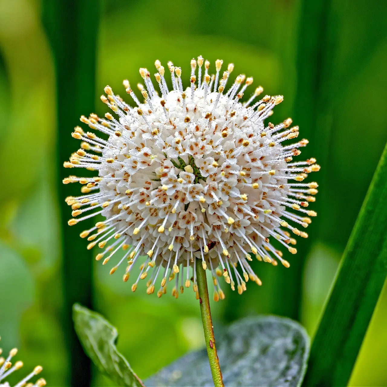 Button bush live stakes with spherical white flower and spiky yellow stamens
