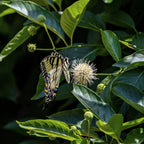 Yellow black swallowtail butterfly on Button Bush Shrubs spiky white flower