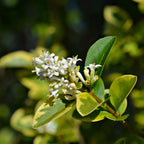 California privet shrub with delicate white flowers and glossy variegated leaves