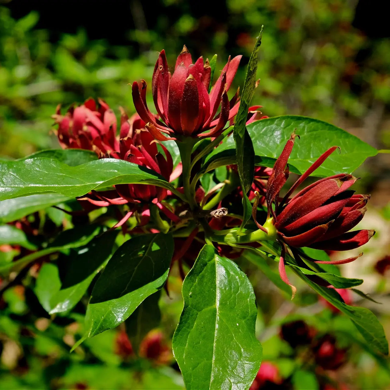 Carolina allspice shrub with deep red waxy starburst petals and glossy green leaves