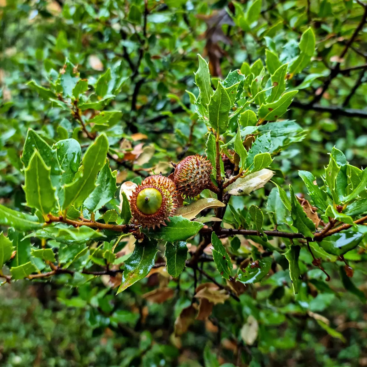 Chestnut oak acorns with spiky caps on wet serrated leaves