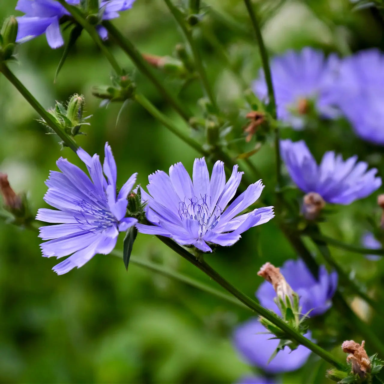 Vibrant purple chicory plant flowers with spiky petals and dark blue stamens