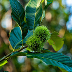 Two vibrant green spiky Chinese chestnut burrs on tree branch