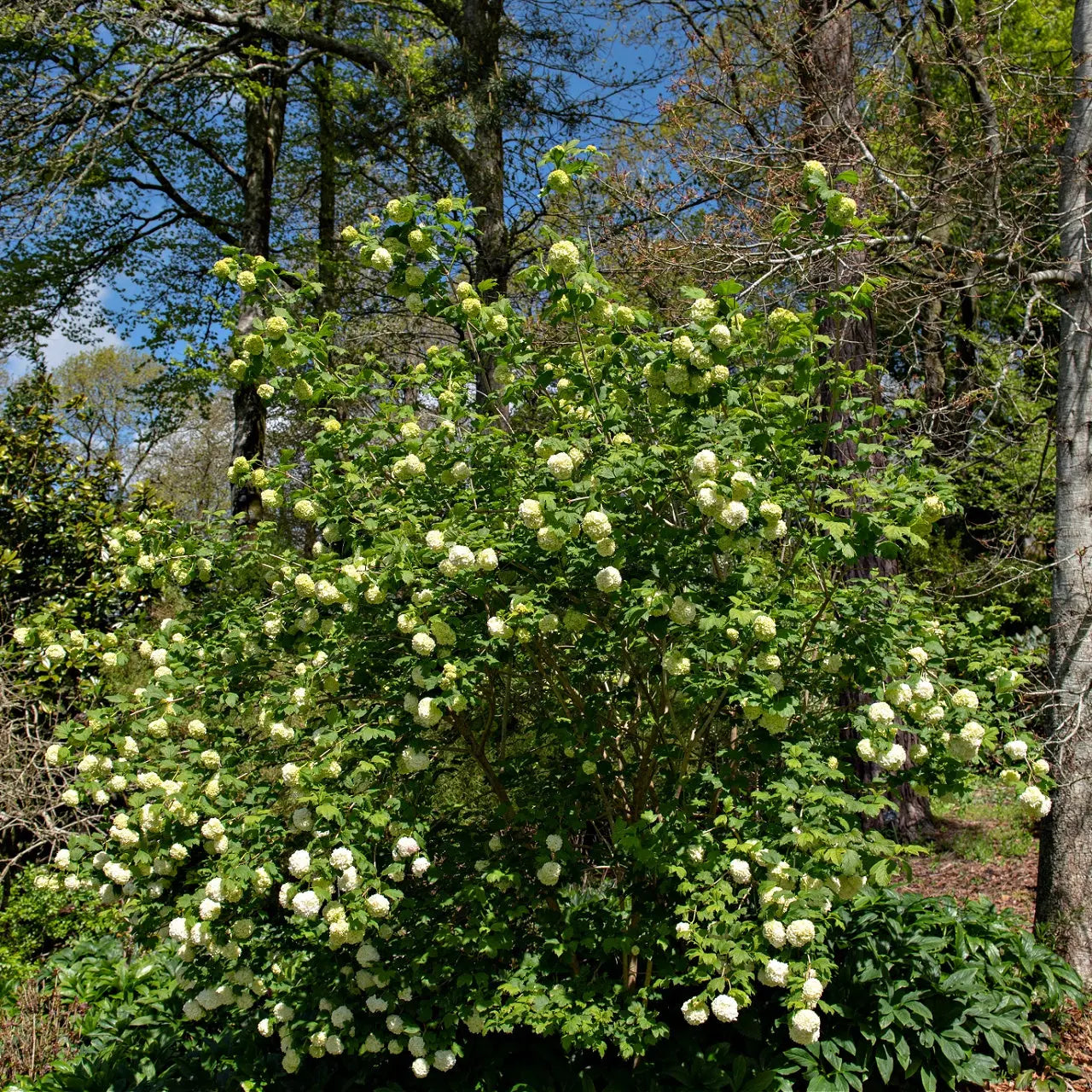 Lush Chinese snowball bush with clusters of delicate white flowers