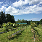 Rows of Concord grapevines in sunny grassy field under blue sky