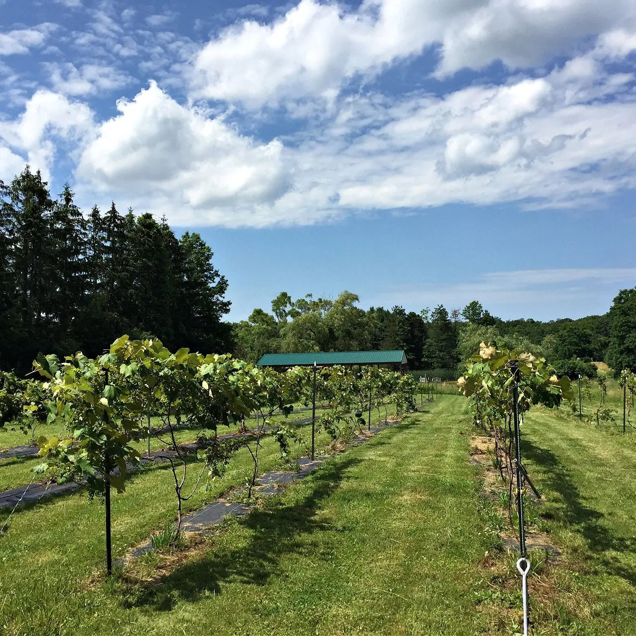 Rows of Concord grapevines in sunny grassy field under blue sky