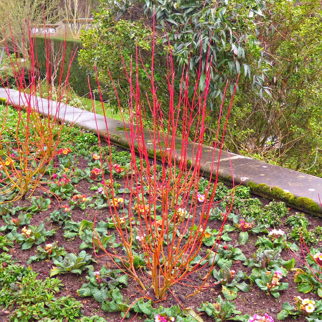 Vibrant Coral Red Dogwood shrub with red flowers and green foliage