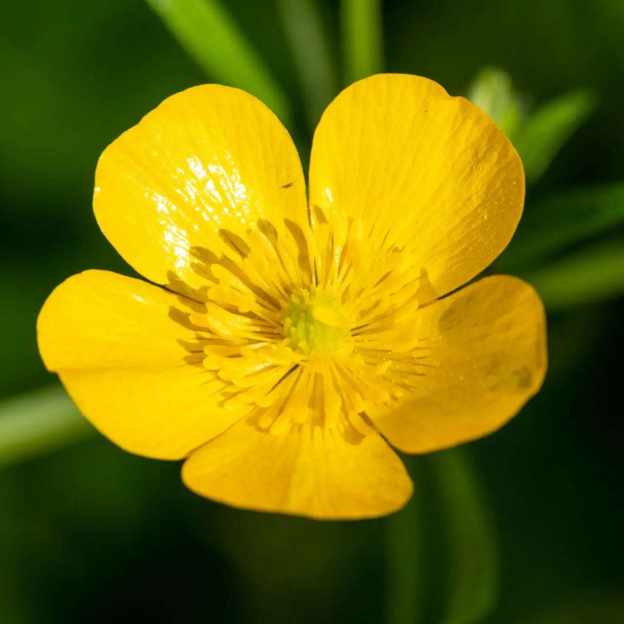 Vibrant yellow creeping buttercup flower with glossy petals and dark filaments