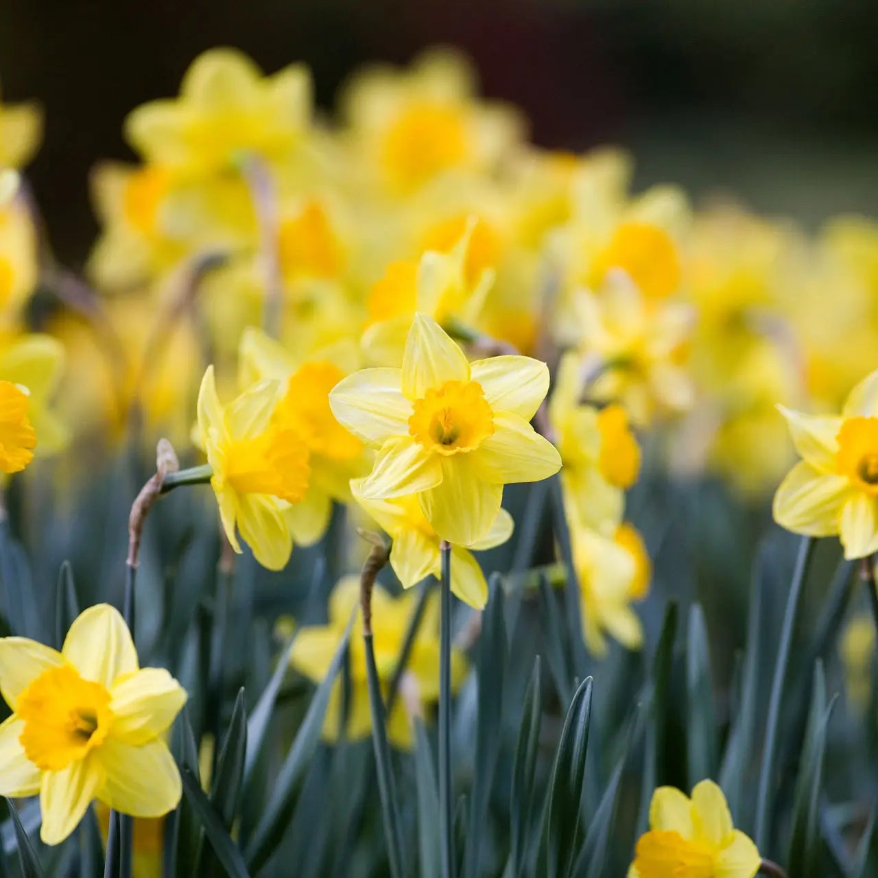 Vibrant daffodil plant field of yellow flowers with green stems