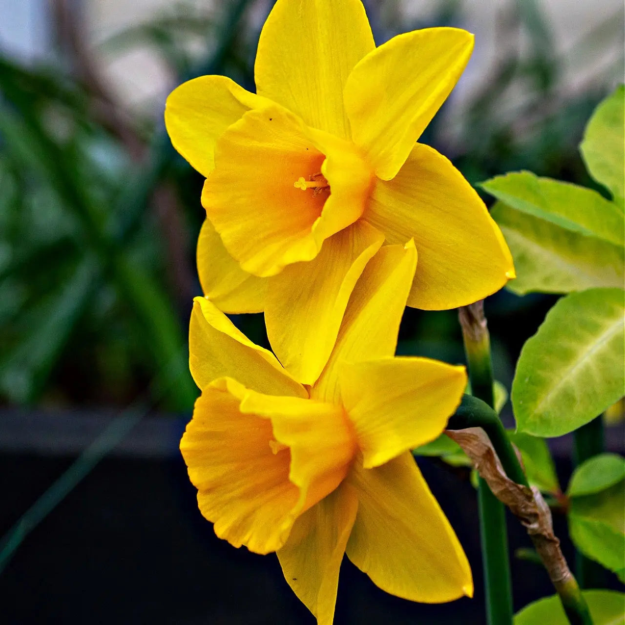 Vibrant Narcissus daffodil plant with yellow trumpet petals and orange center