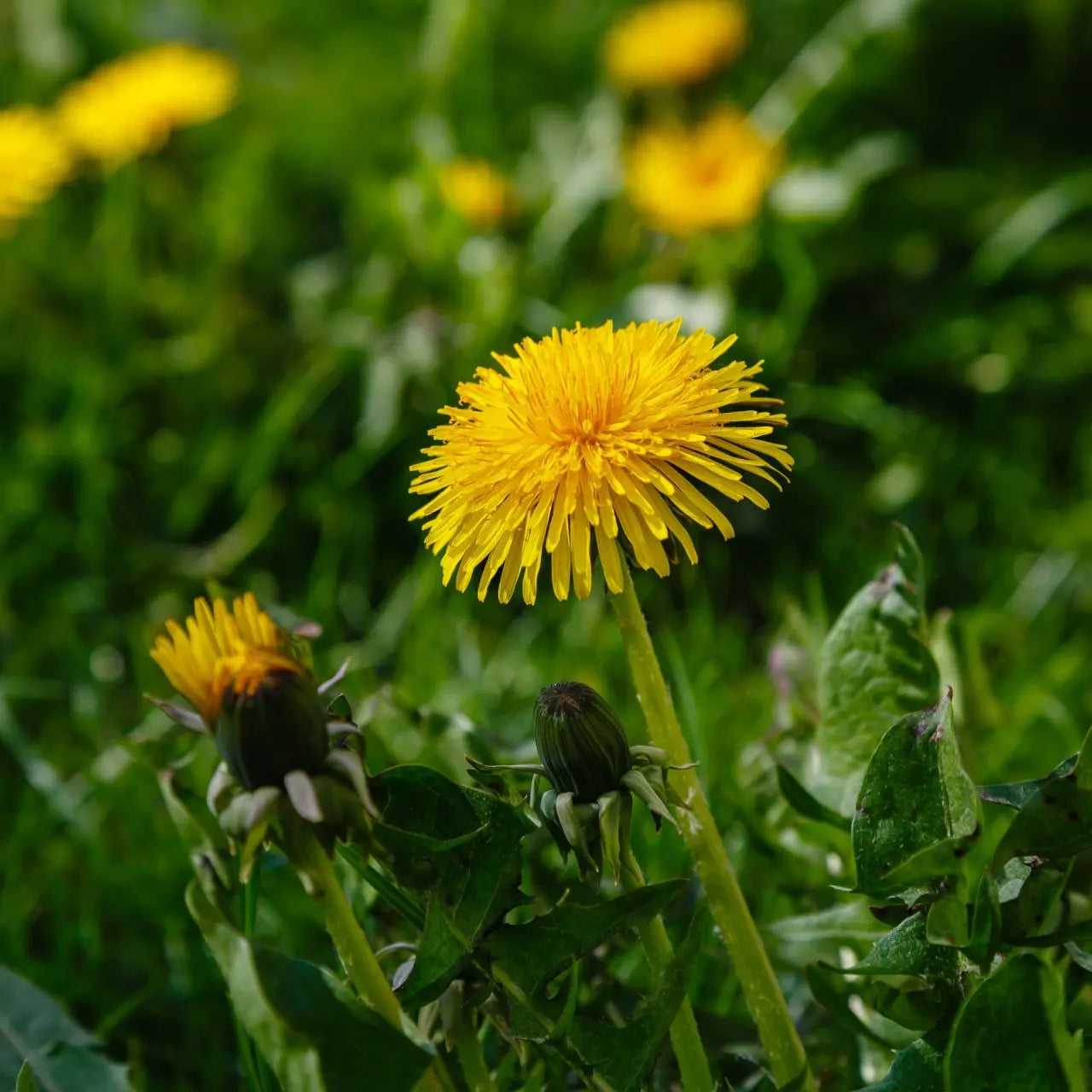 Vibrant yellow dandelion plant flower with spiky petals in lush green grass