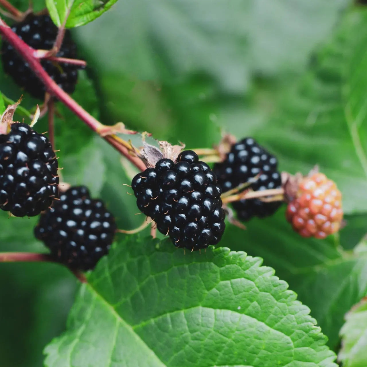 Plump glossy blackberries on Dewberry Plant vine with green leaves