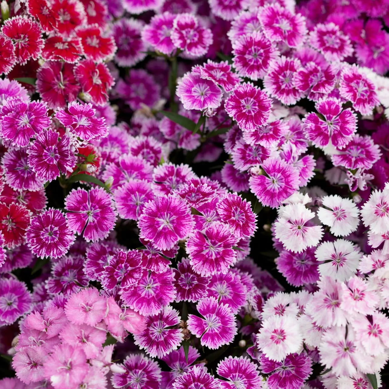 Vibrant pink and white Dianthus sweet william flowers with ruffled petals