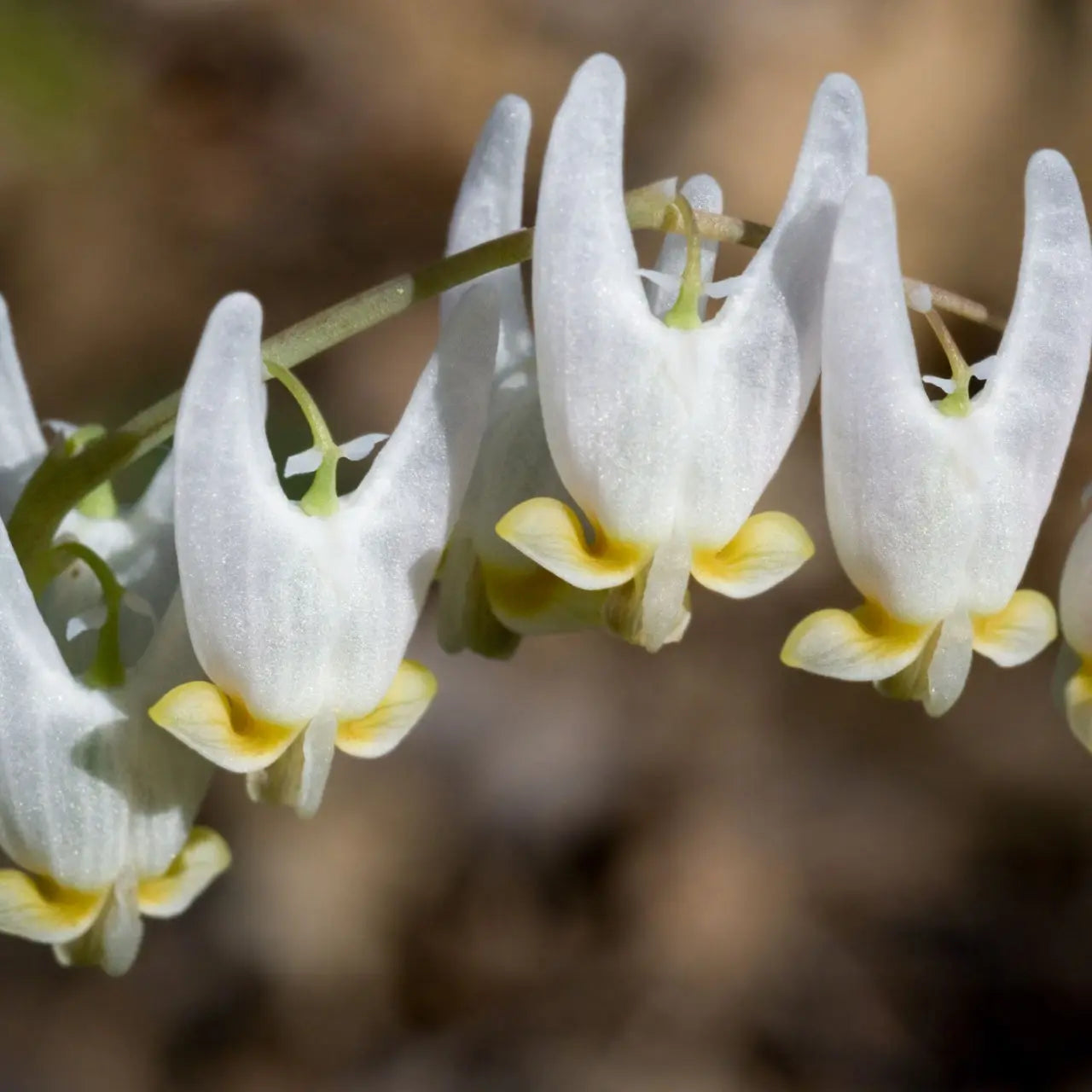 Delicate white Dutchman Breeches flowers with yellow base accents