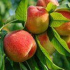 Ripe red and yellow peaches on Peach Tree amid green leaves