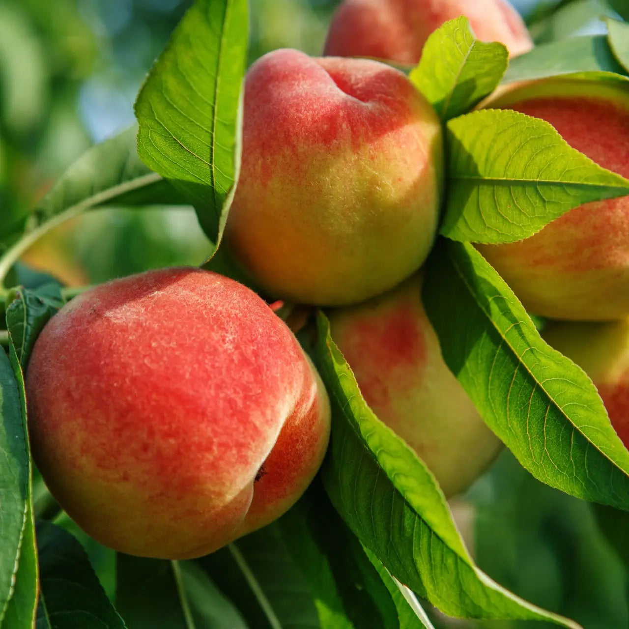 Ripe red and yellow peaches on Peach Tree amid green leaves