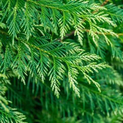 Fresh green cedar branch with feathery needle-like foliage for Cedar Tree