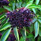 Clusters of deep purple elderberries on Elderberry Live Stakes green leaves