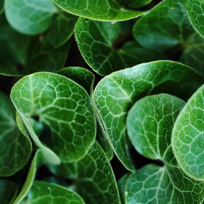 Vibrant European ginger plant leaves with intricate veined patterns and fuzzy edges