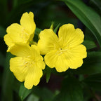 Bright yellow evening primrose flowers with green foliage backdrop