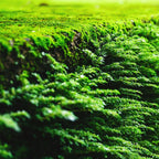 Vibrant Fern Moss blankets textured earthy surface in feathery clusters