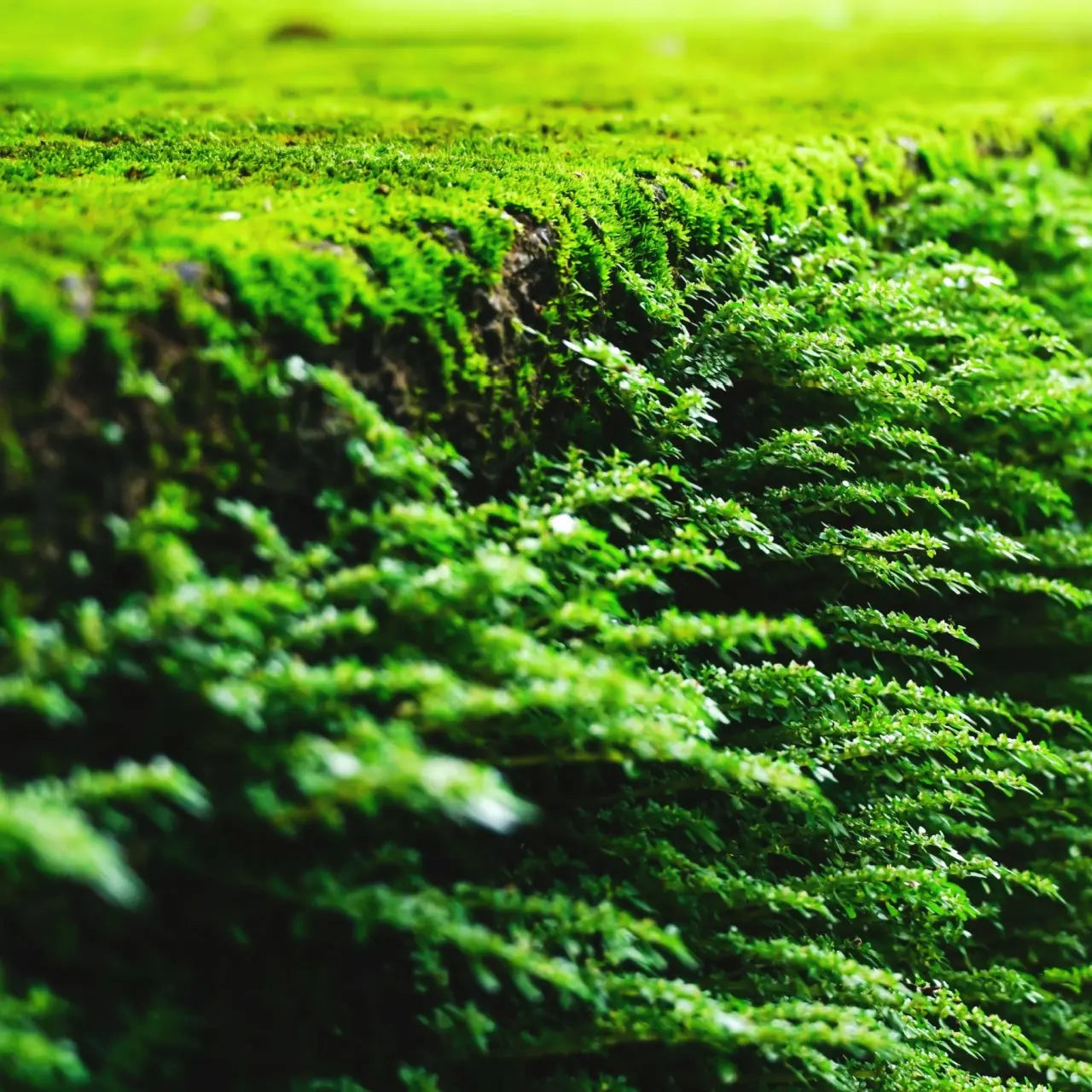 Vibrant Fern Moss blankets textured earthy surface in feathery clusters