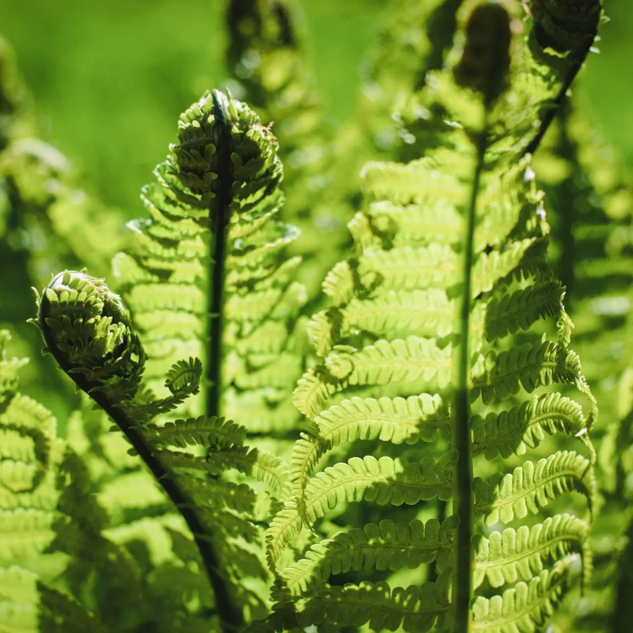 Fresh fiddlehead fern fronds with delicate unfurling leaves and slender stems