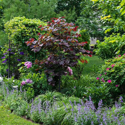 Forest Pansy Redbud tree with vibrant burgundy-purple foliage in lush garden