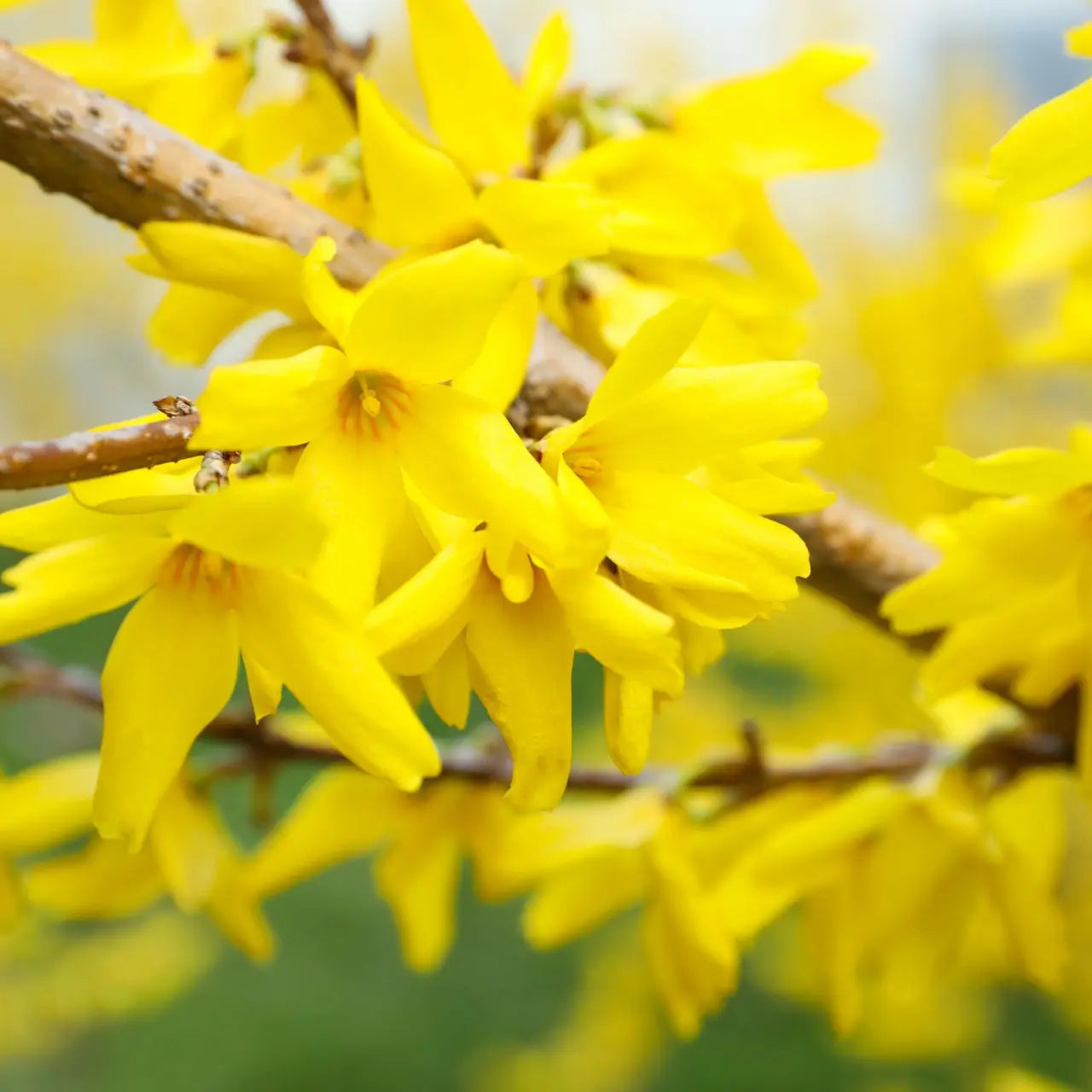 Vibrant yellow Forsythia blossoms cluster on slender brown branch
