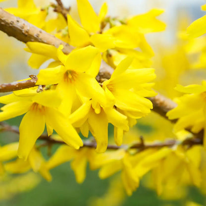 Vibrant yellow Forsythia blossoms cluster on slender brown branch