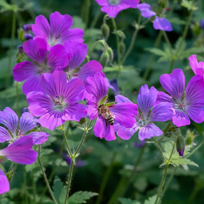 Bee on Geranium Maculatum purple flower