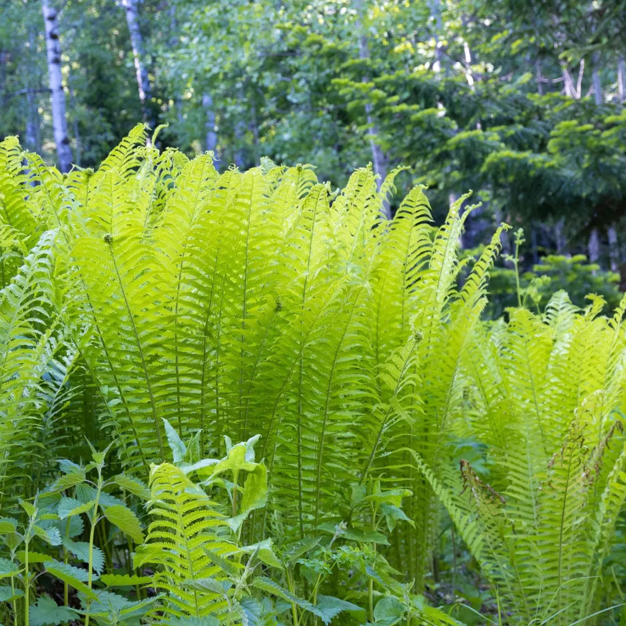 Vibrant lime-green Giant Ostrich Fern fronds with feathery texture