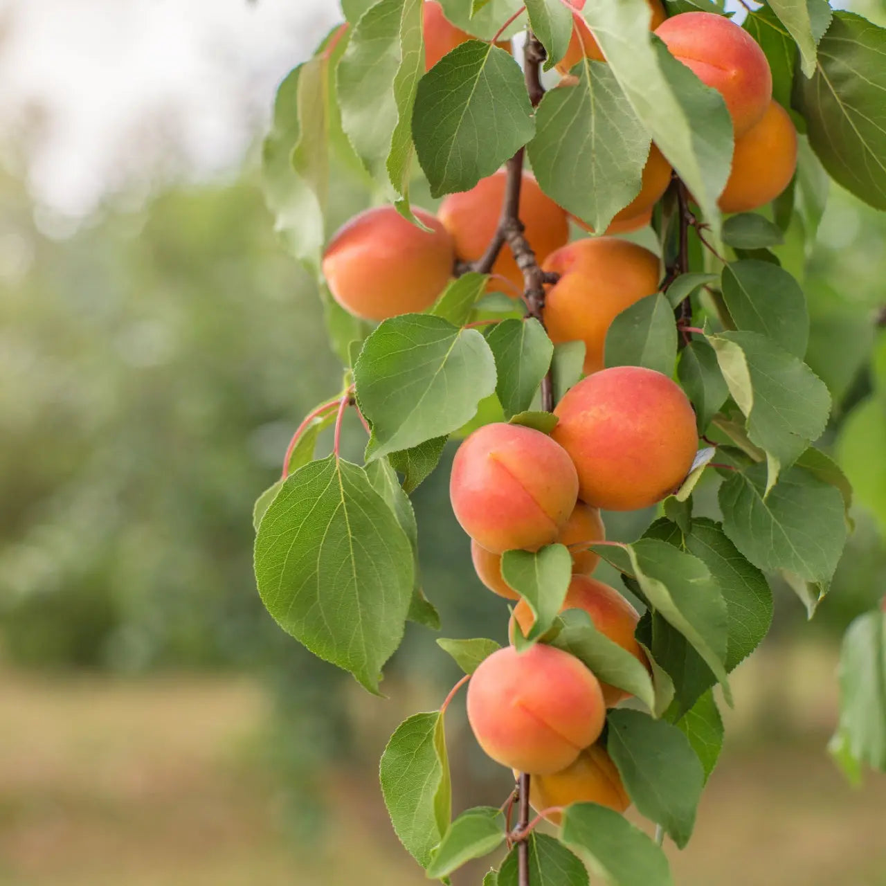 Ripe orange-red apricots hanging from Apricot Tree branch amid green leaves