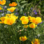 Golden Poppy Plant with bright yellow California poppies blooming vibrantly