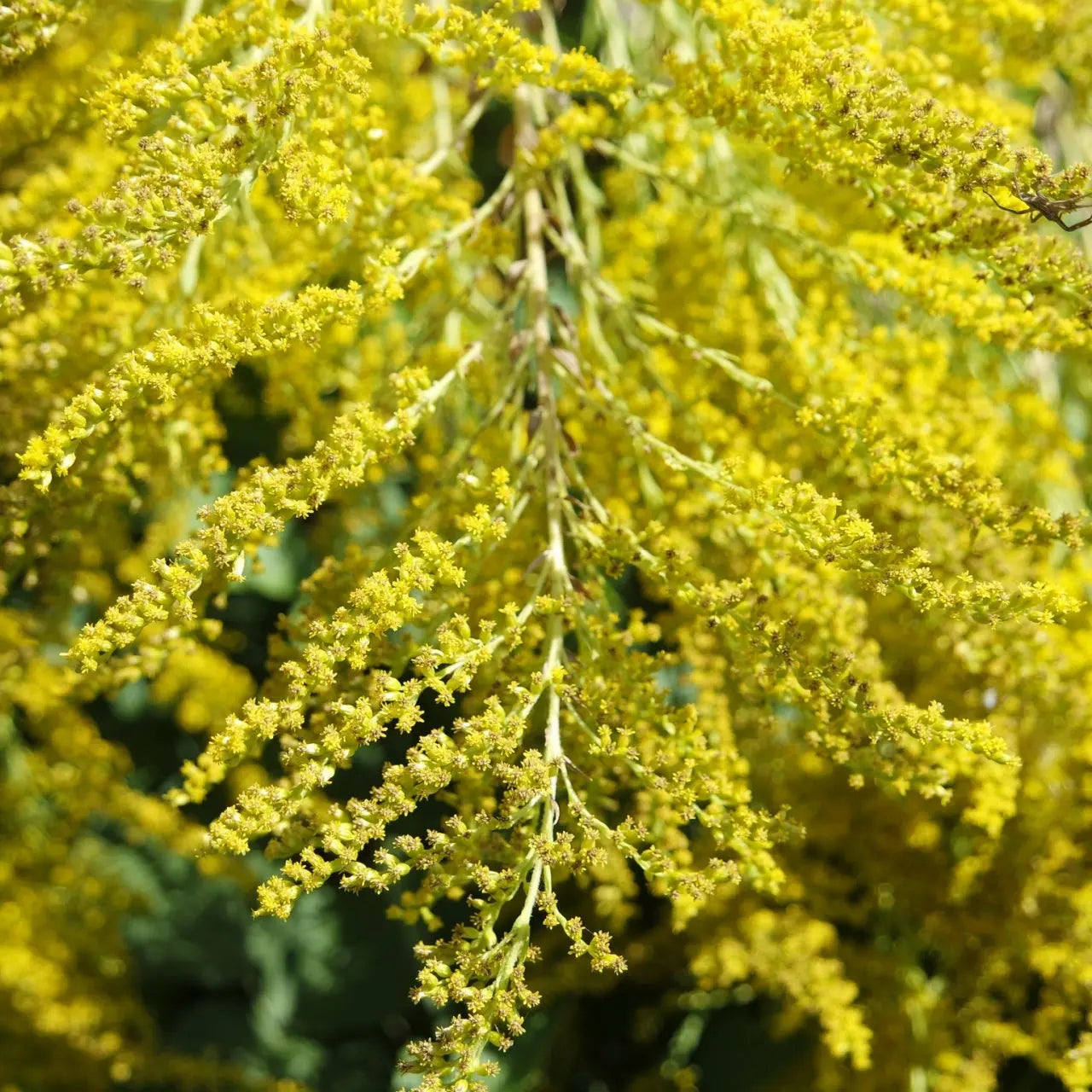 Vibrant Golden Rod flower clusters with dense yellow blooms on slender stems