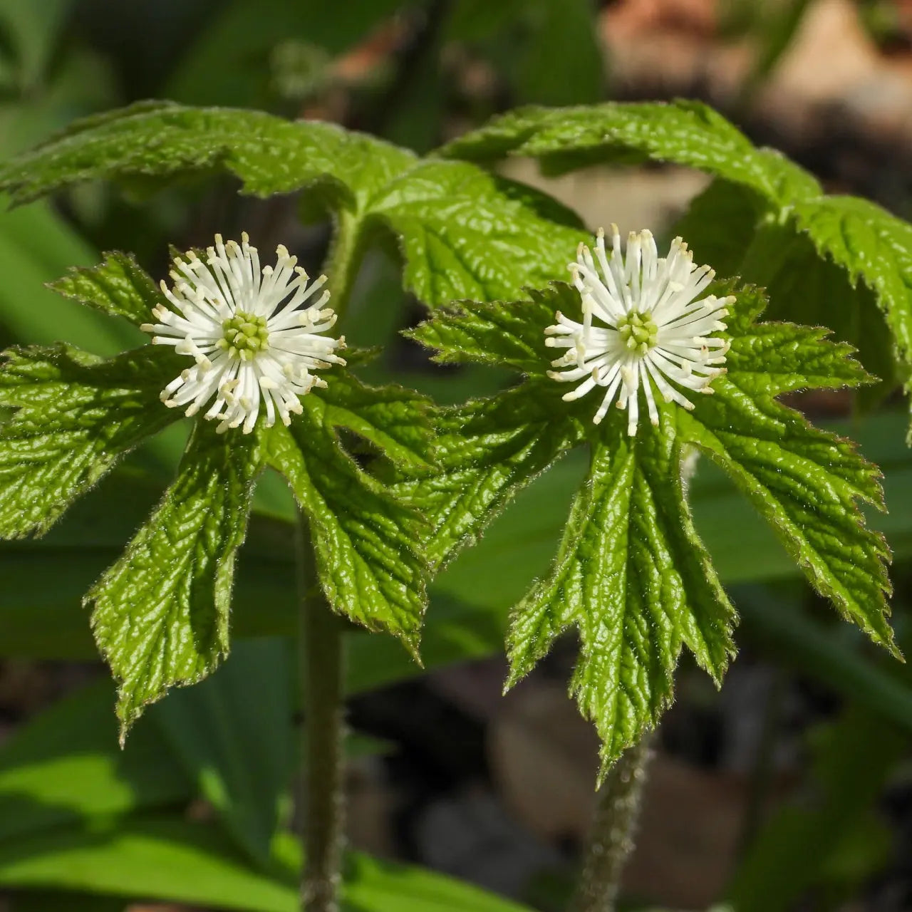 Golden seal plant: delicate white flowers with feathery petals, green centers, veined leaves