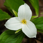 Great White Trillium flower with 3 soft petals, yellow center, green leaves