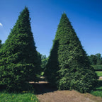 Two Green Giant Arborvitae trees with dense dark green foliage under blue sky