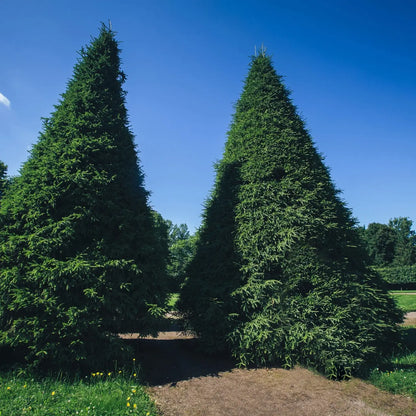 Two Green Giant Arborvitae trees with dense dark green foliage under blue sky